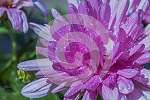 Macro view of pink flower with water drops on blurred background.