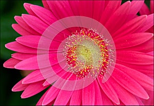 Macro view of a pink gerber flower