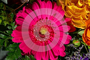 Macro view of a pink gerbera daisy flower blossom photo