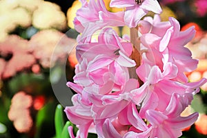 Macro view of pink hyacinth flowers in bloom