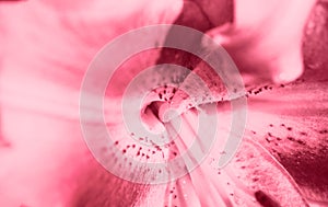 Macro view of pink lily flower petals floral natural wallpaper.