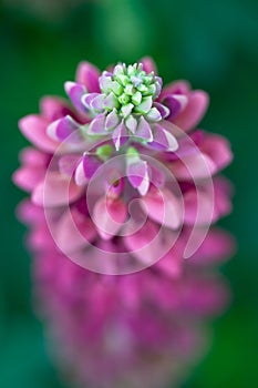Macro View of a Pink Lupine