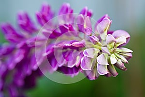 Macro View of a Pink Lupine