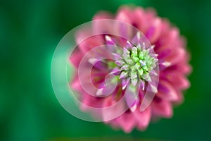 Macro View of a Pink Lupine