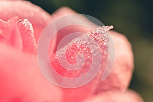 Macro view of pink rose petal with dew drops. Natural green background