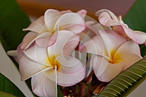 Macro view of pink tinged white plumeria blossoms in full bloom