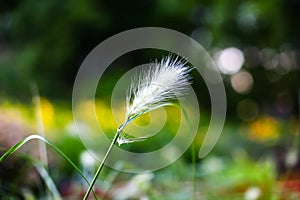 Macro view at poaceae in a field photo