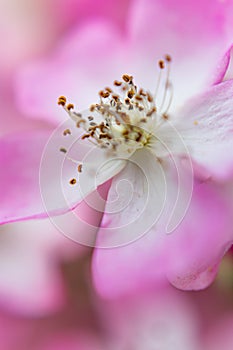 Macro view - the polen of a pink flower photo