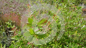 Macro view of Prinsepia utilis, or Dhatelo, a deciduous shrub in the Himalayan mountains