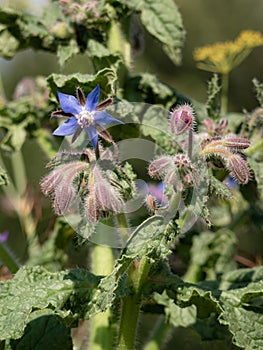 Macro view of a purple Borago officinalis L. flower