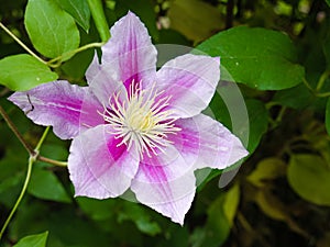 Macro view of a purple Clematis (Clematis) flower with star-shaped petals photo