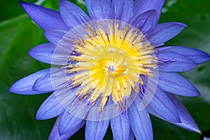 Macro view of Purple color water lily with Yellow color in the middle