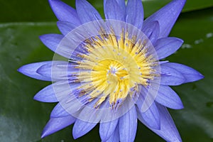 Macro view of Purple color water lily with Yellow color in the middle