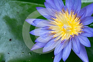 Macro view of Purple color water lily with Yellow color in the middle