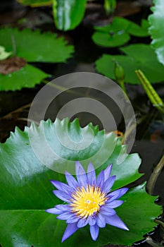 Macro view of Purple color water lily with Yellow color in the middle