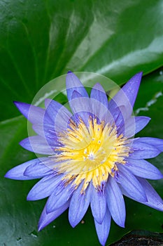 Macro view of Purple color water lily with Yellow color in the middle