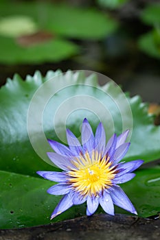 Macro view of Purple color water lily with Yellow color in the middle