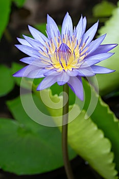 Macro view of Purple color water lily with Yellow color in the middle