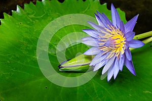 Macro view of Purple color water lily with Yellow color in the middle