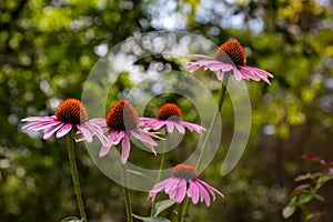 Macro view of purple coneflowers in a botanical garden