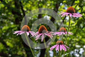 Macro view of purple coneflowers in a botanical garden