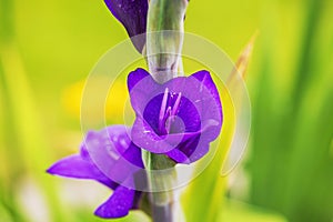 Macro view of purple gladiolus blooms set against blurred green yellow backdrop