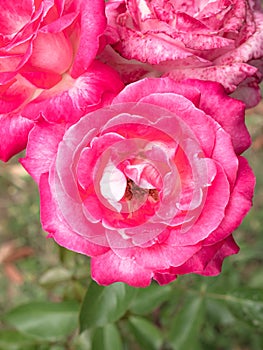 Macro view of a purple rose flower with another flower out of focus in the background