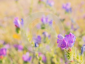 Macro view of a purple wild flower Echium plantagineum