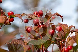 Macro view of red berries on a compact cranberry bush