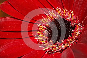 Macro view on Red Gerber Daisy. Deep Focus.