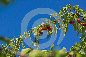 Macro view of ripe red cherries on a cherry tree branch against a blue summer sky backdrop