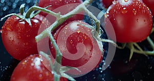 Macro view of ripe tomatoes on branch, dark background, for ads and packshot