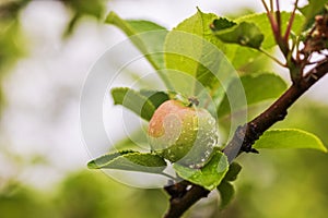 Macro view of a ripening red apple on the tree with raindrops on a summer day