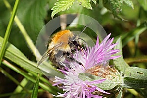 Macro view of a round fluffy orange Caucasian Caucasian bumblebe