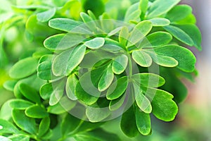 Macro view of rue herb leaves bunched together