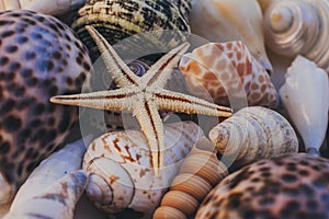 Macro view of seashell background. Starfish on seashells background. Many different seashells texture and background.