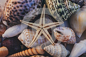 Macro view of seashell background. Starfish on seashells background. Many different seashells texture and background.