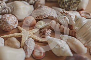 Macro view of seashells and starfish background. Many different seashells piled together. Ocean life.
