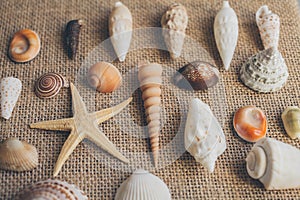 Macro view of seashells and starfish, many different seashells as texture and background.