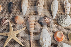Macro view of seashells and starfish, many different seashells as texture and background.