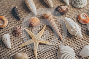 Macro view of seashells and starfish, many different seashells as texture and background.