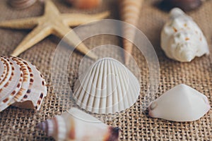 Macro view of seashells and starfish, many different seashells as texture and background.