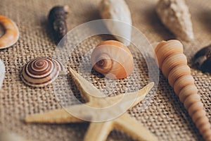 Macro view of seashells and starfish, many different seashells as texture and background.