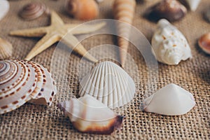 Macro view of seashells and starfish, many different seashells as texture and background.