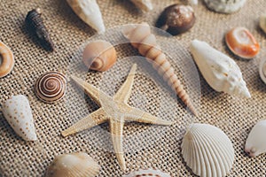 Macro view of seashells and starfish, many different seashells as texture and background for designers.