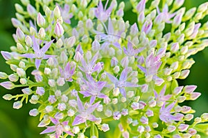 A macro view of a sedum telephium