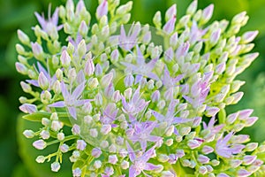 A macro view of a sedum telephium