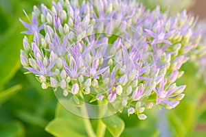 A macro view of a sedum telephium