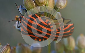 Macro view of shield bug mating.