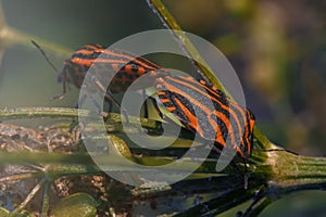 Macro view of shield bug mating.